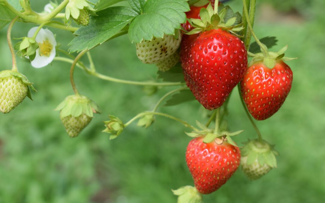 Growing Strawberries Video