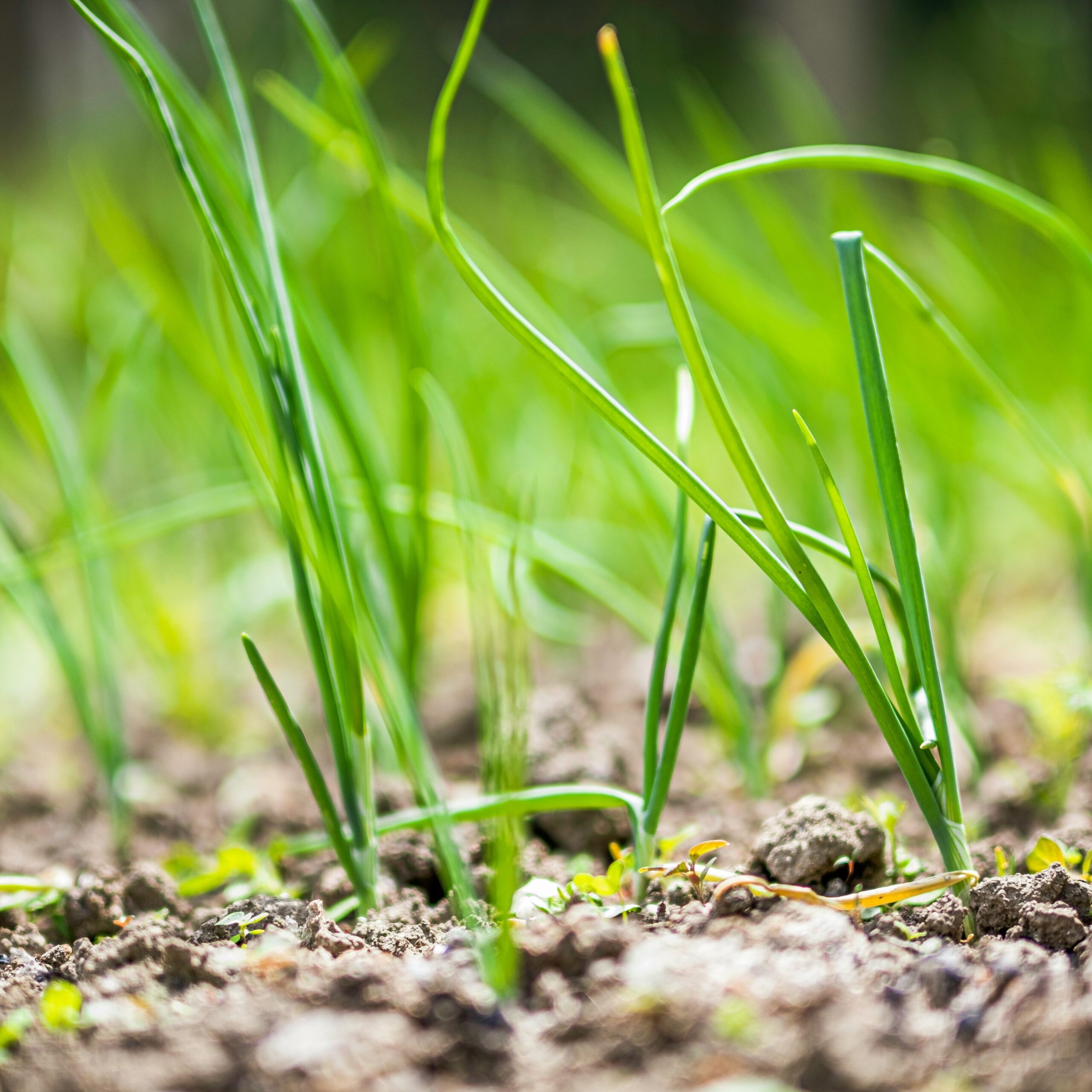 Green onions in the dirt.