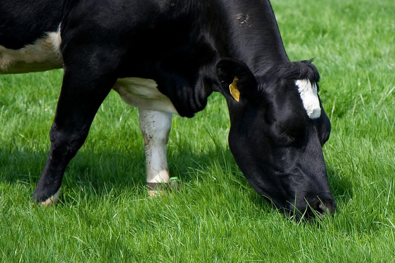 A black and white cow grazes on green grass in a field.