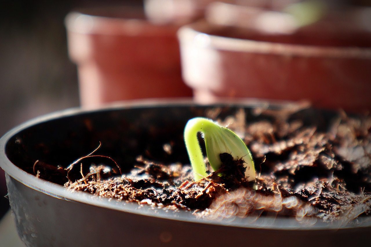 Close-up of a small green sprout emerging from soil in a pot, with blurred pots in the background, suggesting a garden or indoor plant setting.