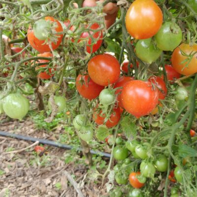 In a garden, Tomato Grape Reisenstraube plants display clusters of bright red and green tomatoes, resembling ripe grapes.