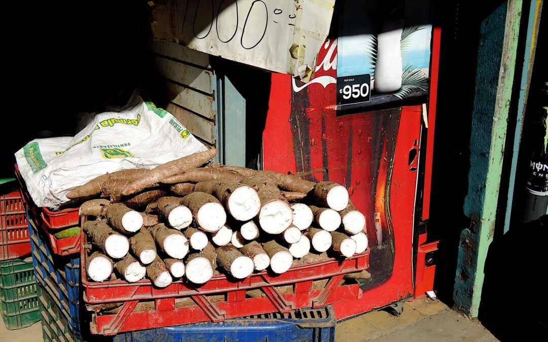 Growing Cassava Video