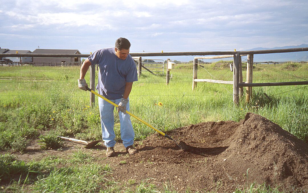 Effects of Broadleaf Herbicide in Garden Manure: DO NOT Use Manure Without Reading This!