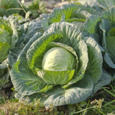 A close-up of a vibrant green Cabbage All Seasons thriving in a field, surrounded by large leafy greens with sunlight highlighting the leaf texture.