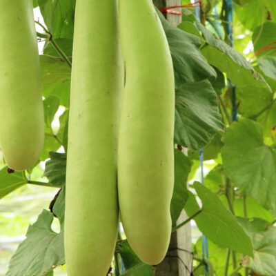 Two long, light green Gourd Cucuzzi Italian Edible fruits hang from a vine surrounded by broad green leaves, highlighting the classic appearance of this Italian gourd.