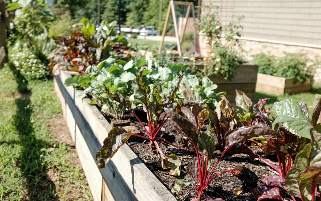 Raised Beds for High Yields Video