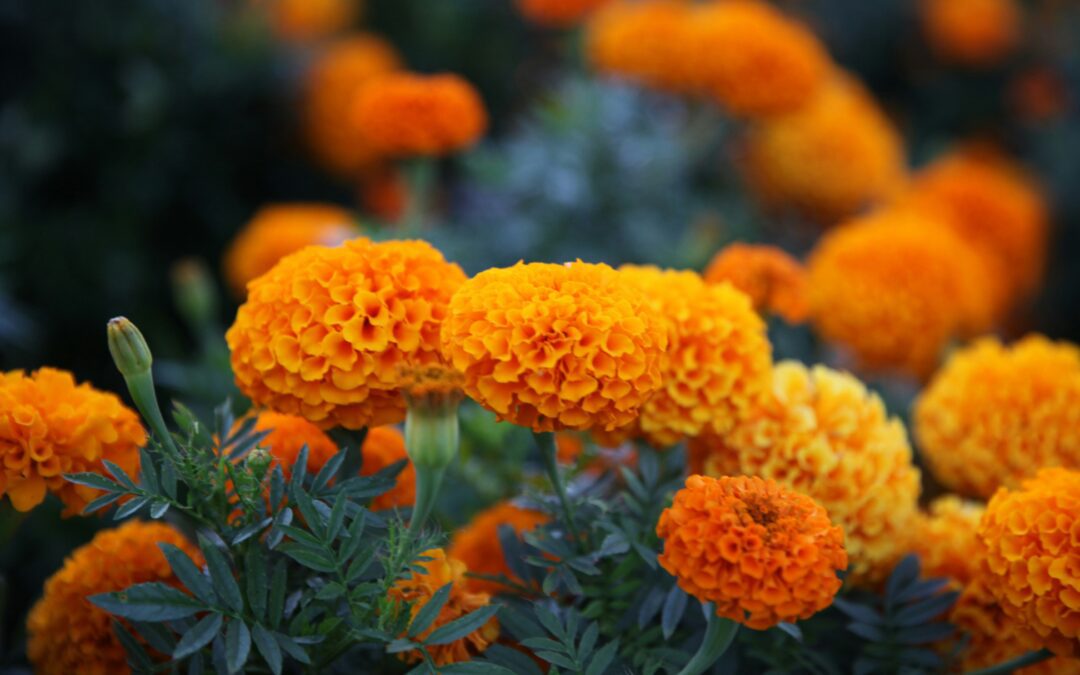 Close-up of vibrant orange marigold flowers against a backdrop of lush green leaves, as if captured in a mesmerizing timelapse.