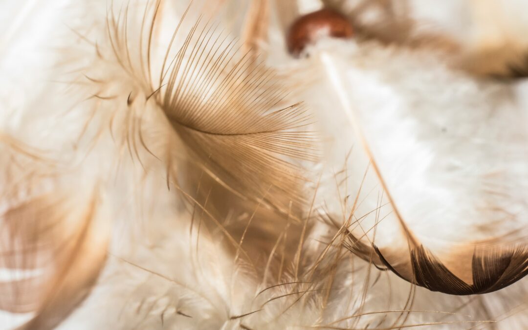 Feather Meal Video
