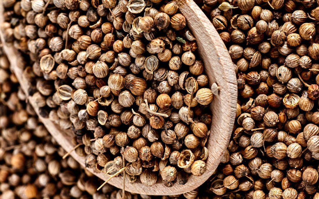 Close-up of dried coriander seeds on a wooden spoon, with more seeds scattered underneath—perfect for illustrating how to harvest coriander.