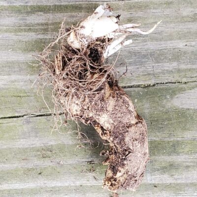 A horseradish crown with tangled fibers and white tips lies on a weathered wooden surface.