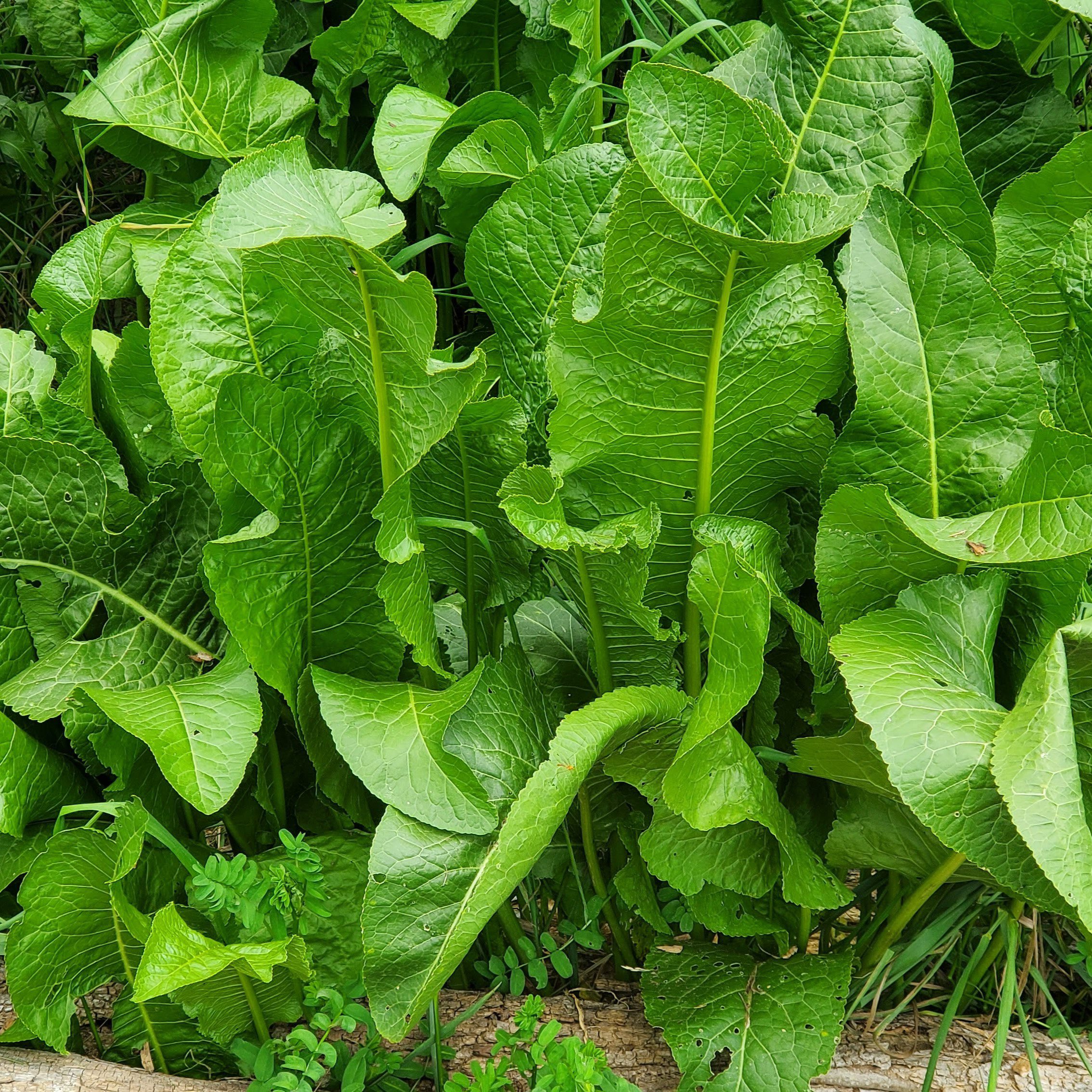 Horseradish leaves Horseradish Root plants with large, green leaves and tall stems grow densely outdoors, featuring textured leaf surfaces.