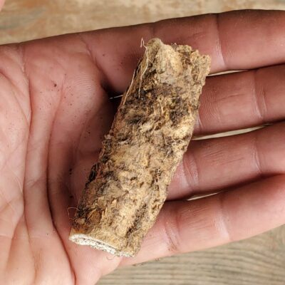 A hand holding a rough, brown, cylindrical Horseradish Root with a textured surface, likely intended for culinary or medicinal use.
