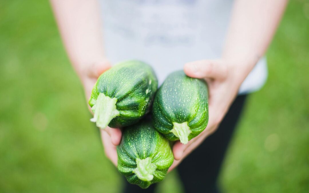 Growing Zucchini Vertically Video