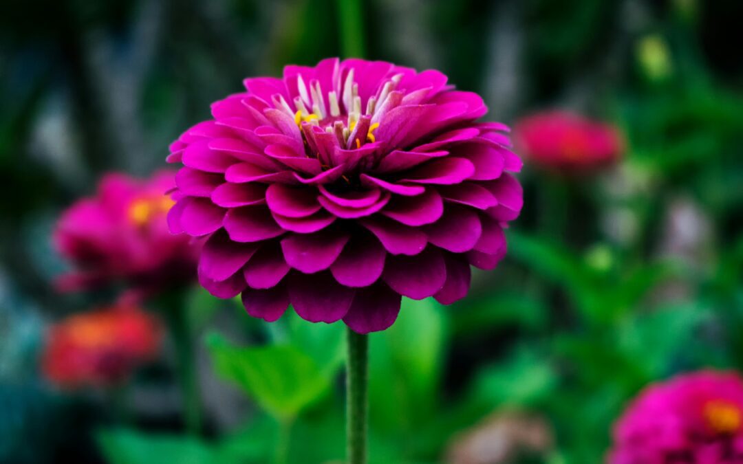 A close-up of a vibrant magenta zinnia flower in bloom, showcasing layered petals and a blurred green background—a stunning example of the beauty found in zinnias when gardening or growing from seed.