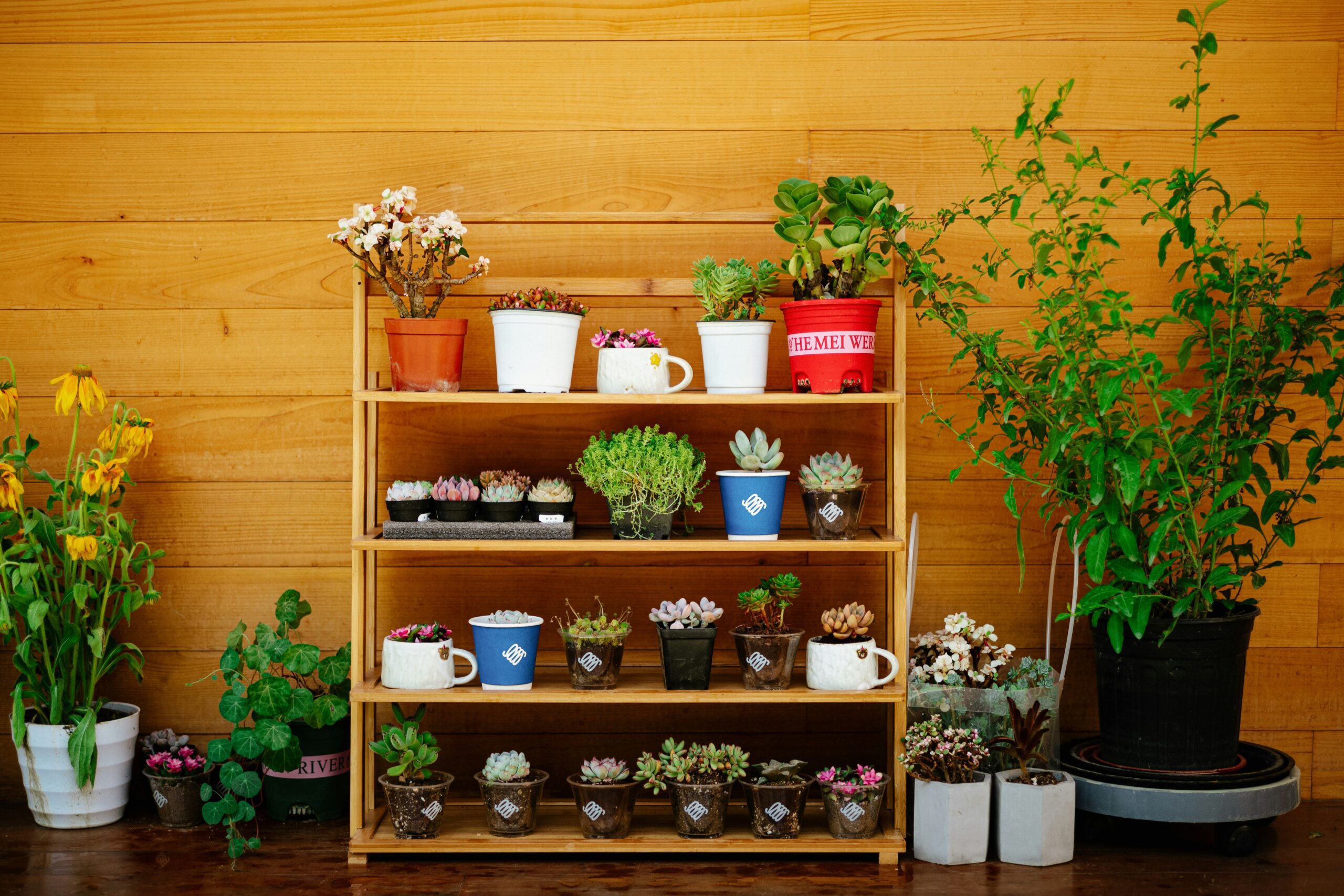 Wooden shelves display various potted succulents and flowers against a wooden wall, with additional plants arranged on the floor nearby.