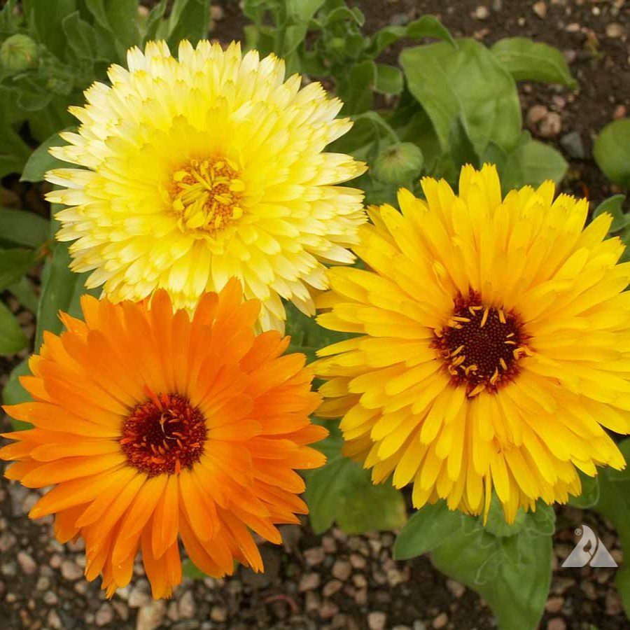 Three marigold flowers—one yellow, one pale yellow, and one orange—blooming outdoors with green leaves and soil visible in the background.
