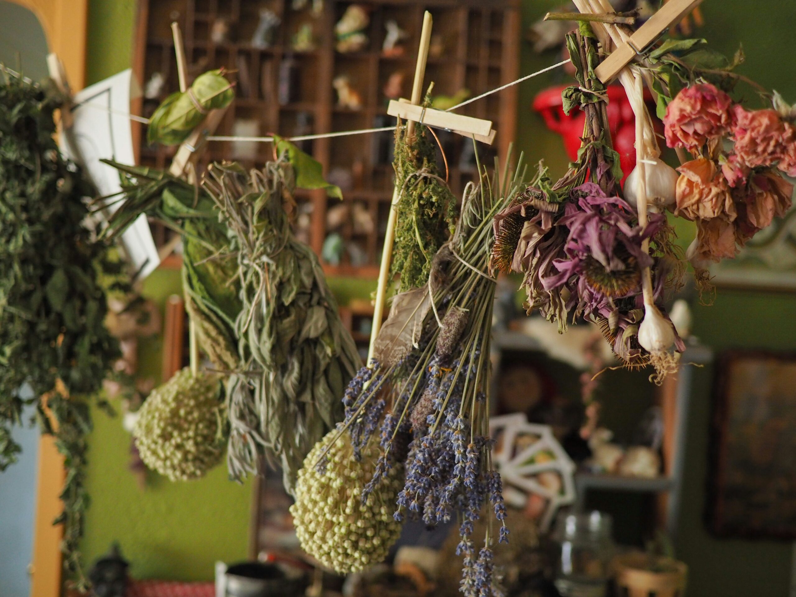 Herbs and flowers hang upside down from a string with clothespins, drying in a room with green walls and assorted objects in the background.