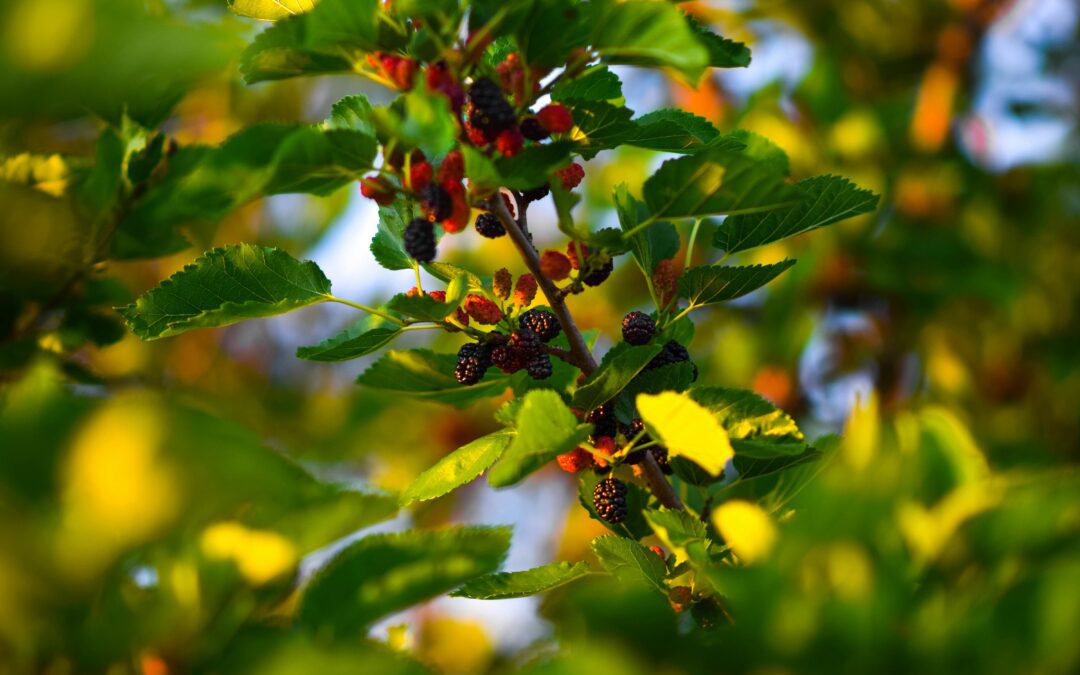 Mulberry Jam Video