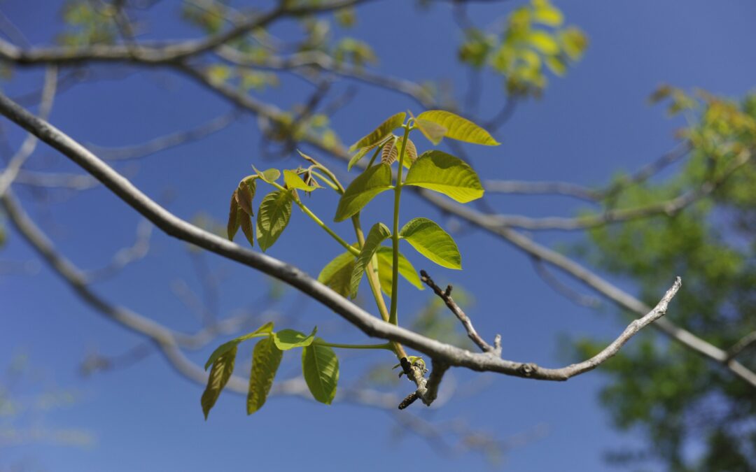 Black Walnut Video