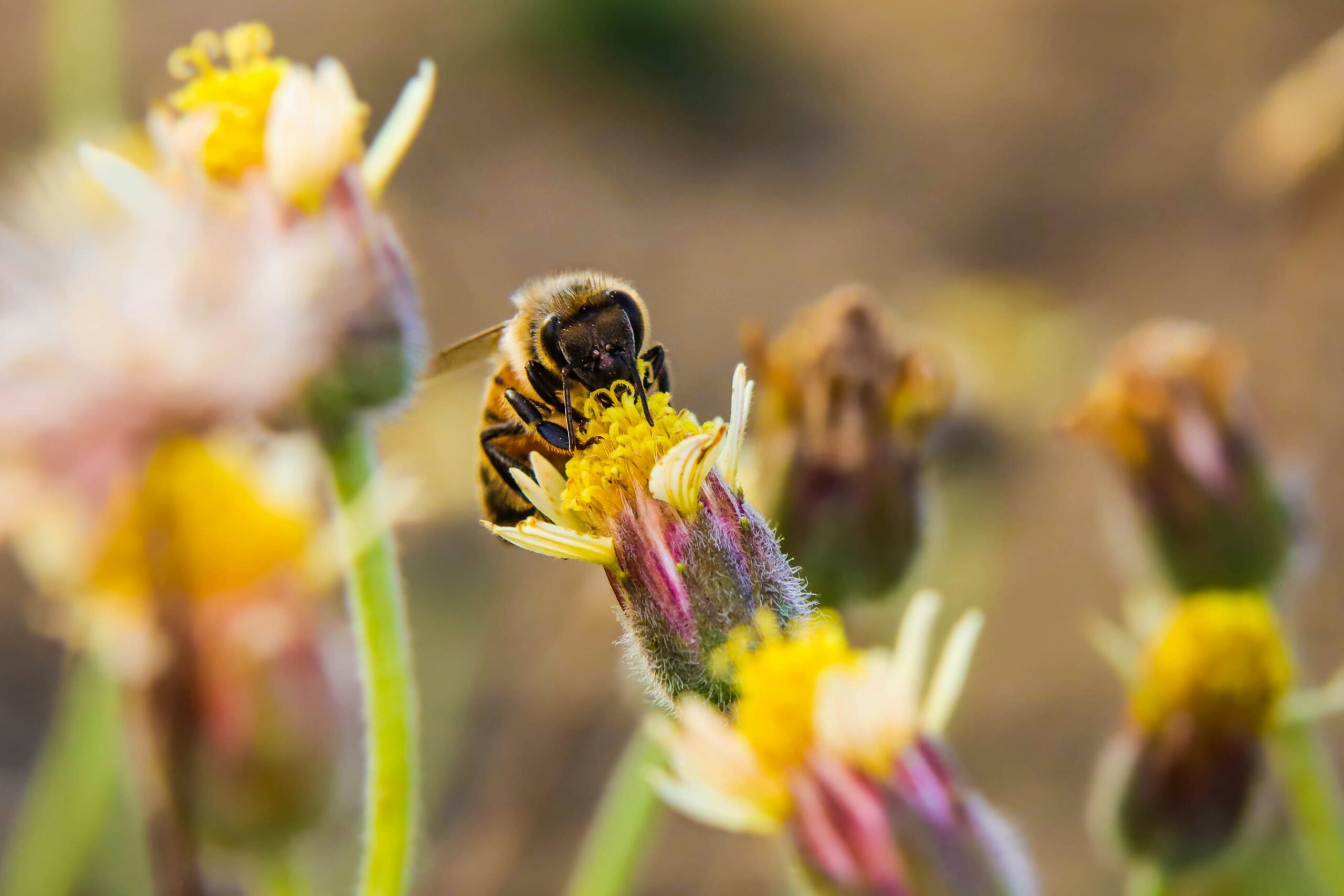 A bee collects pollen from a yellow wildflower, surrounded by several other blurred flowers in the background.