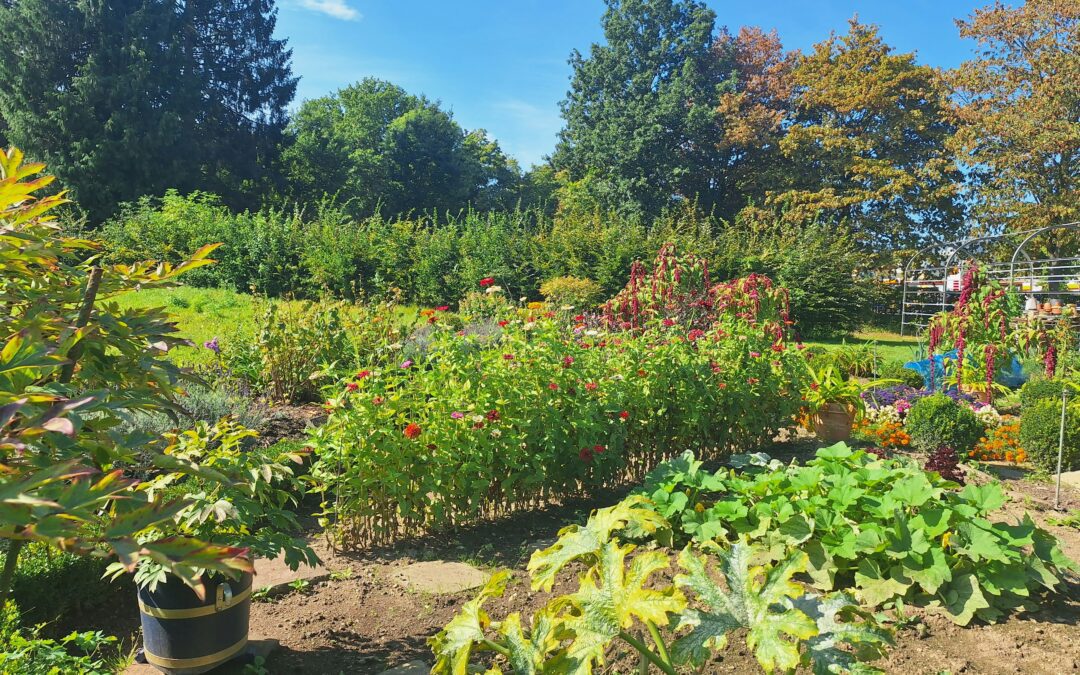 Spotting Signs of Heat Stress in the Garden