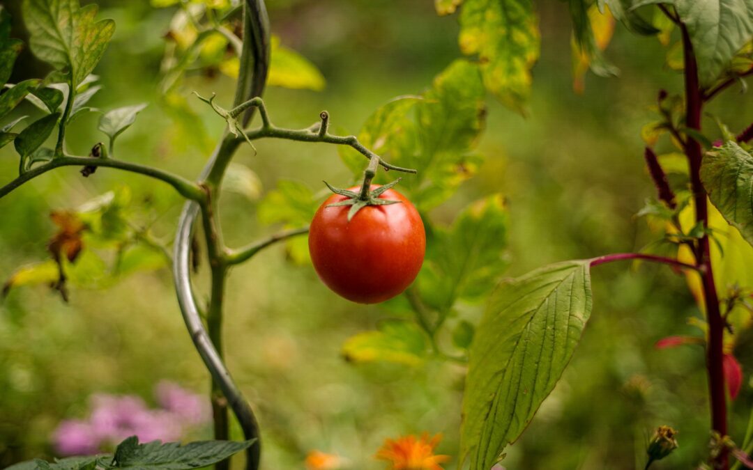 Common Tomato Diseases Video