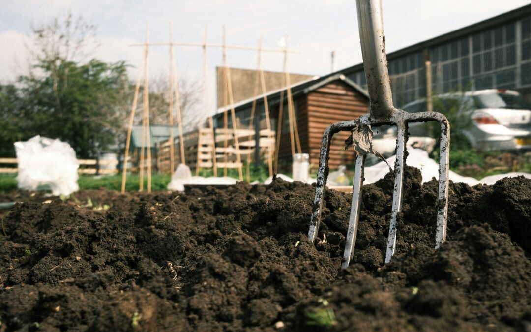 Useful Tips to Grow Jicama