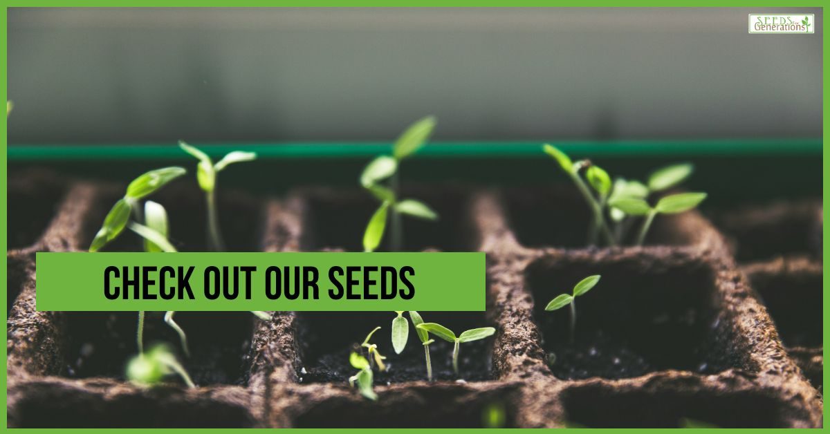 Young green seedlings growing in soil-filled trays with the text "Check out our seeds" overlaid in a green box.