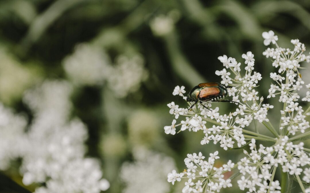Learn What Japanese Beetles Can Indicate
