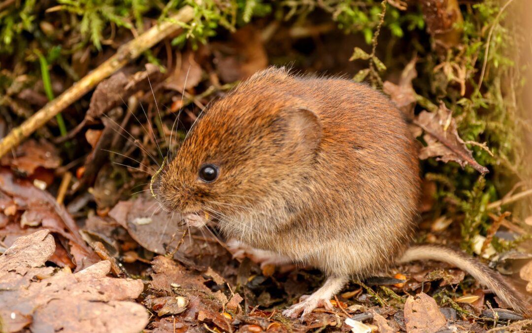 Preventing Voles Video