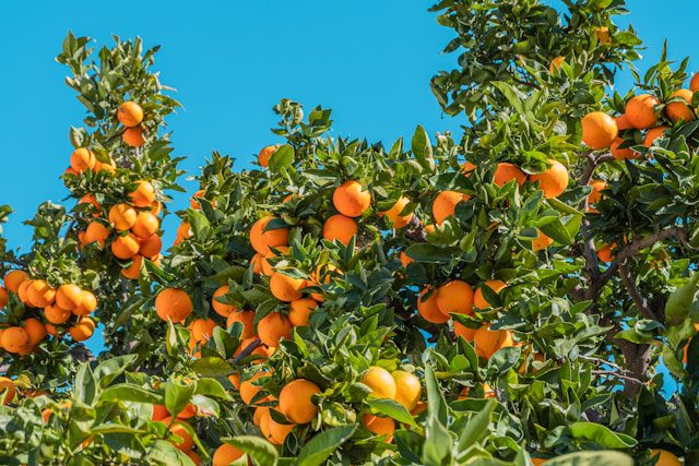 Regenerative Citrus Video