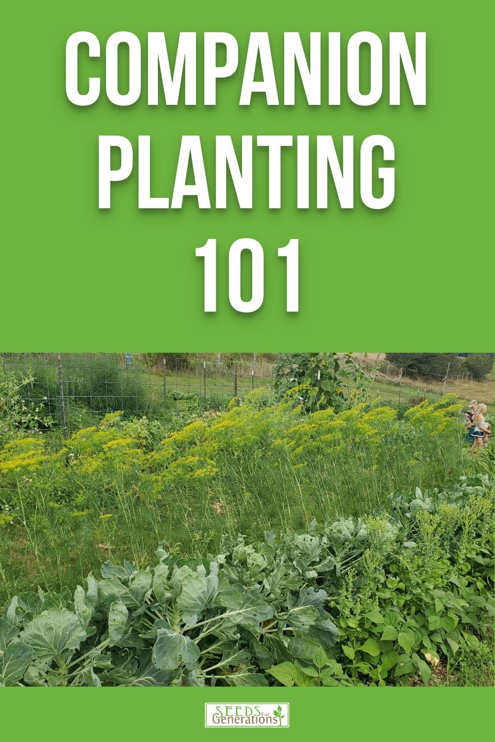 Learn the companion planting techniques to get started this year! 