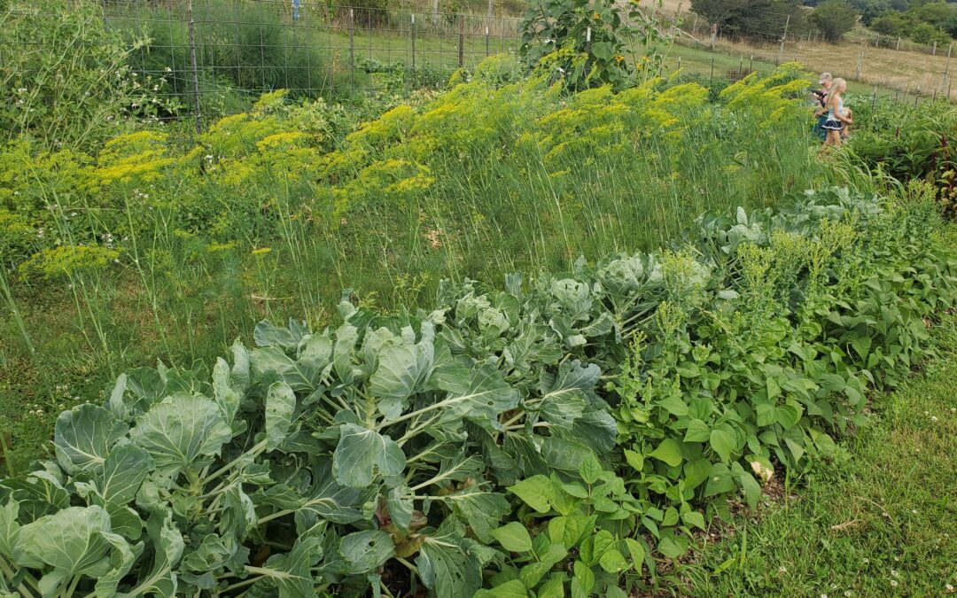 Companion Planting 101: How to Get Started in This Year’s Garden!