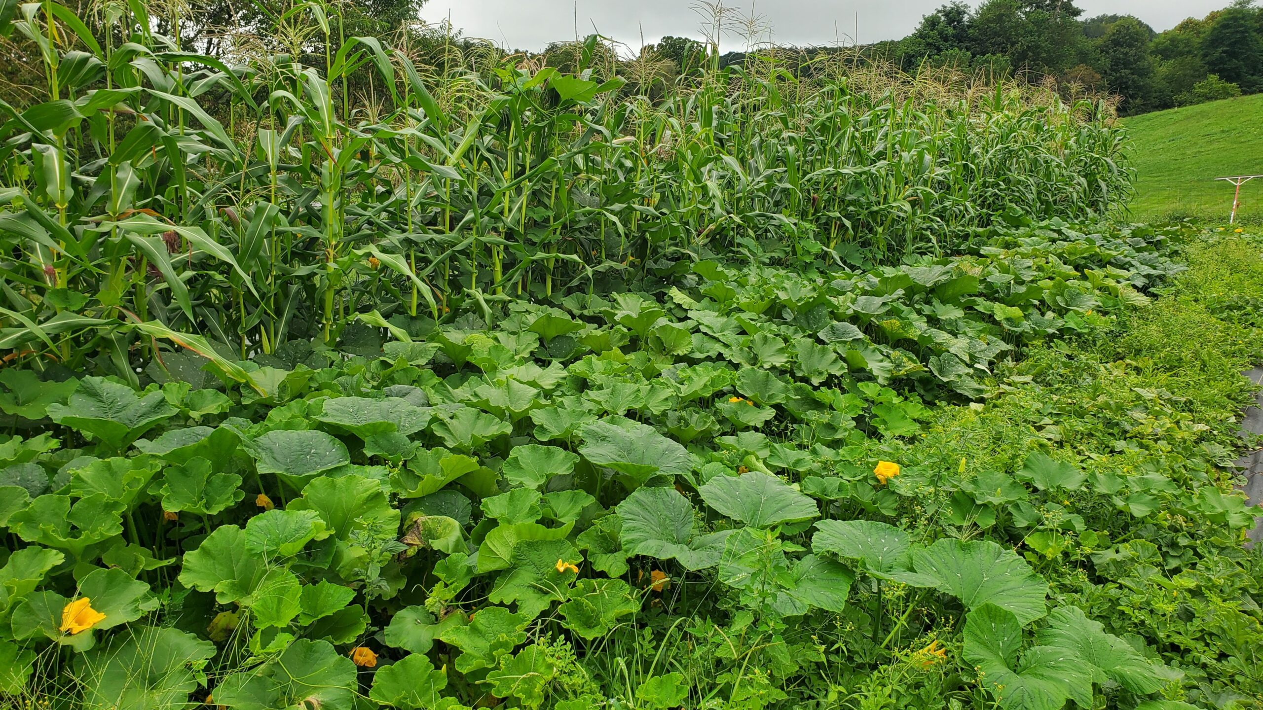 Rows of corn plants grow tall in the background, while squash vines with large green leaves and yellow flowers spread across the ground in the foreground.