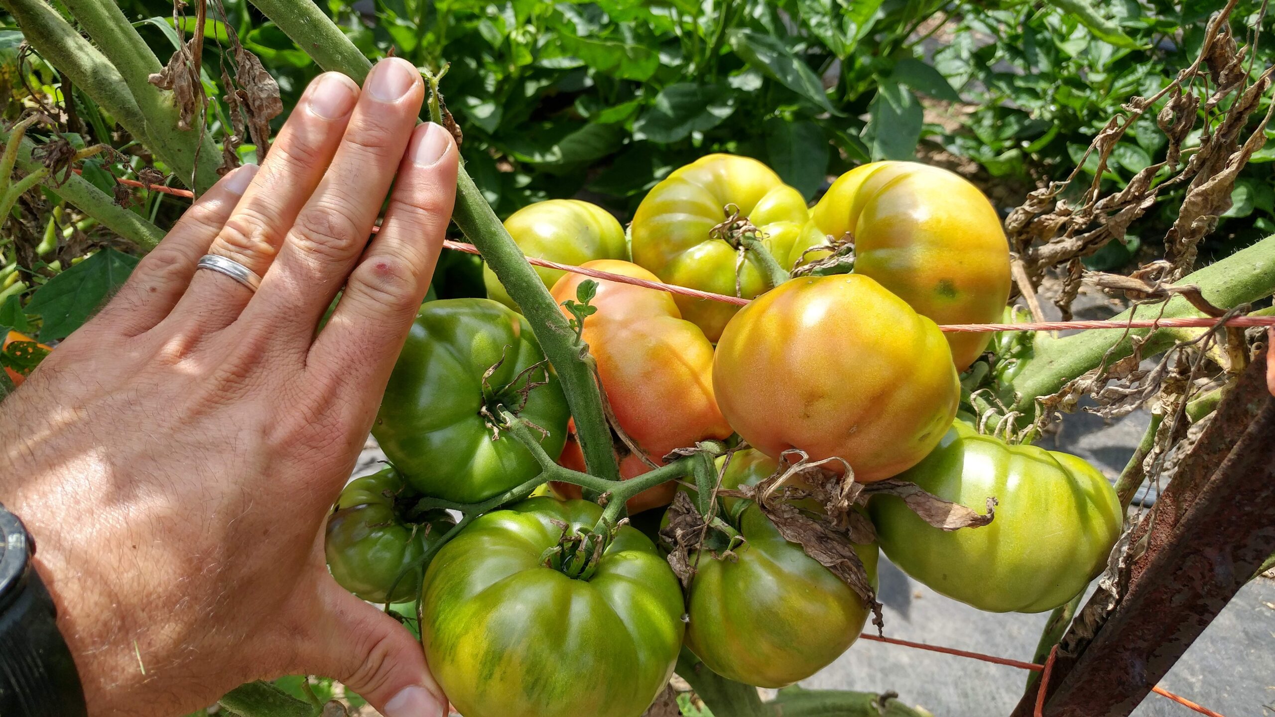 A hand with a ring is held next to a cluster of large, ripening tomatoes on the vine in a garden.