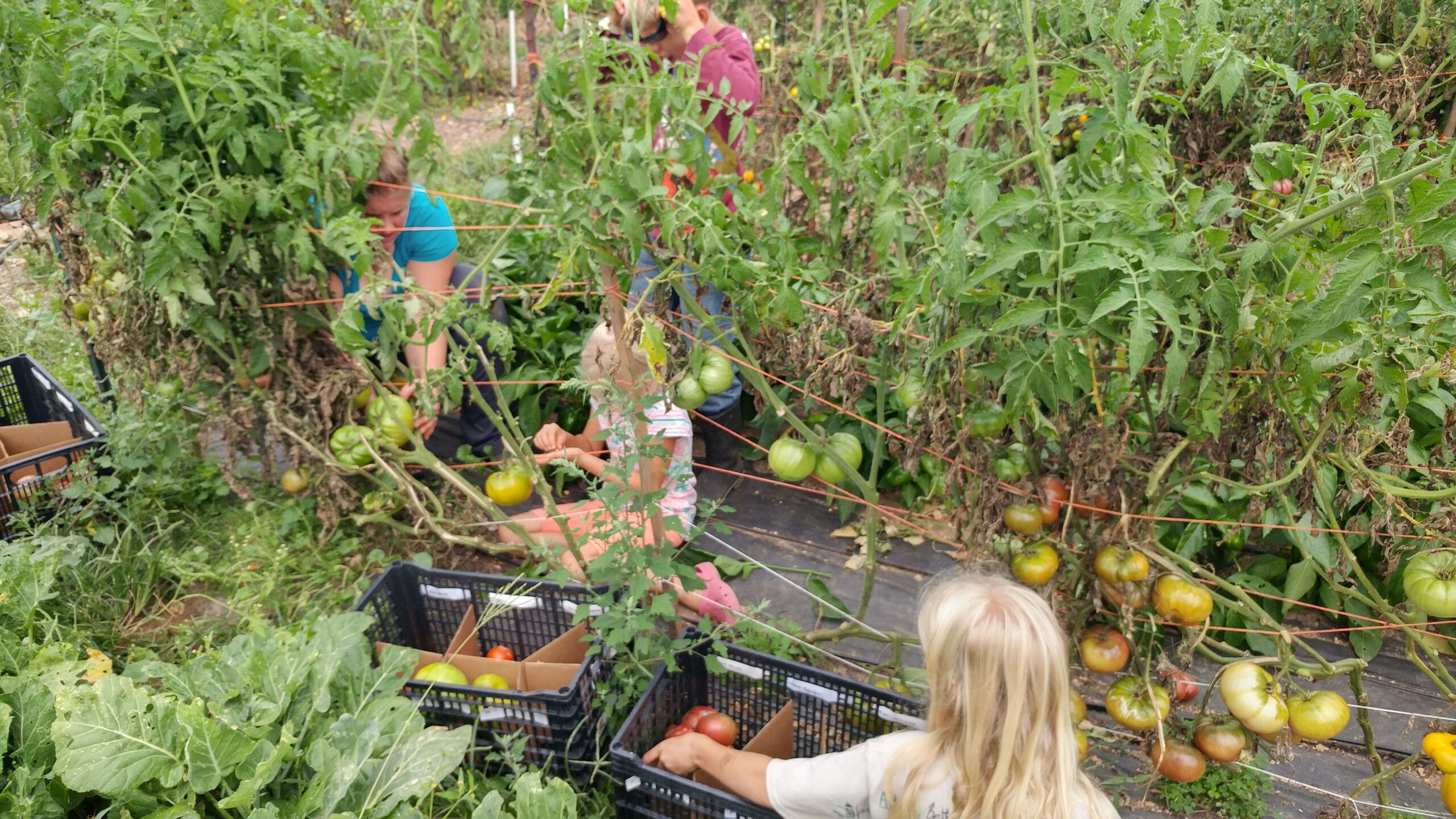 Several people harvest tomatoes and place them into black crates in a dense, green garden.