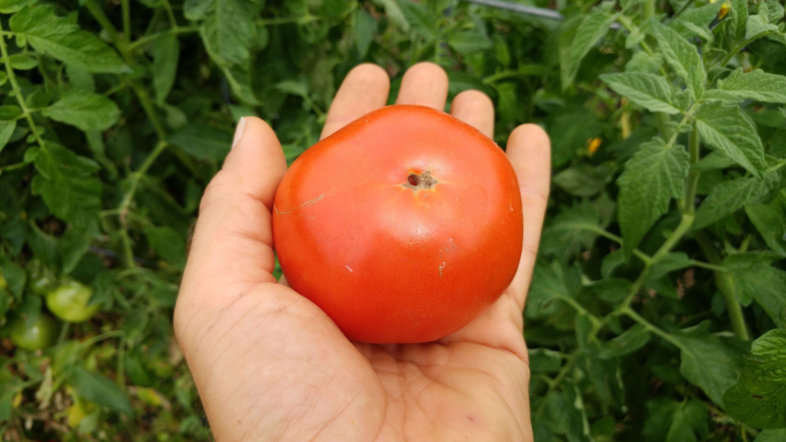 A hand holding a ripe red tomato with green tomato plant leaves visible in the background.