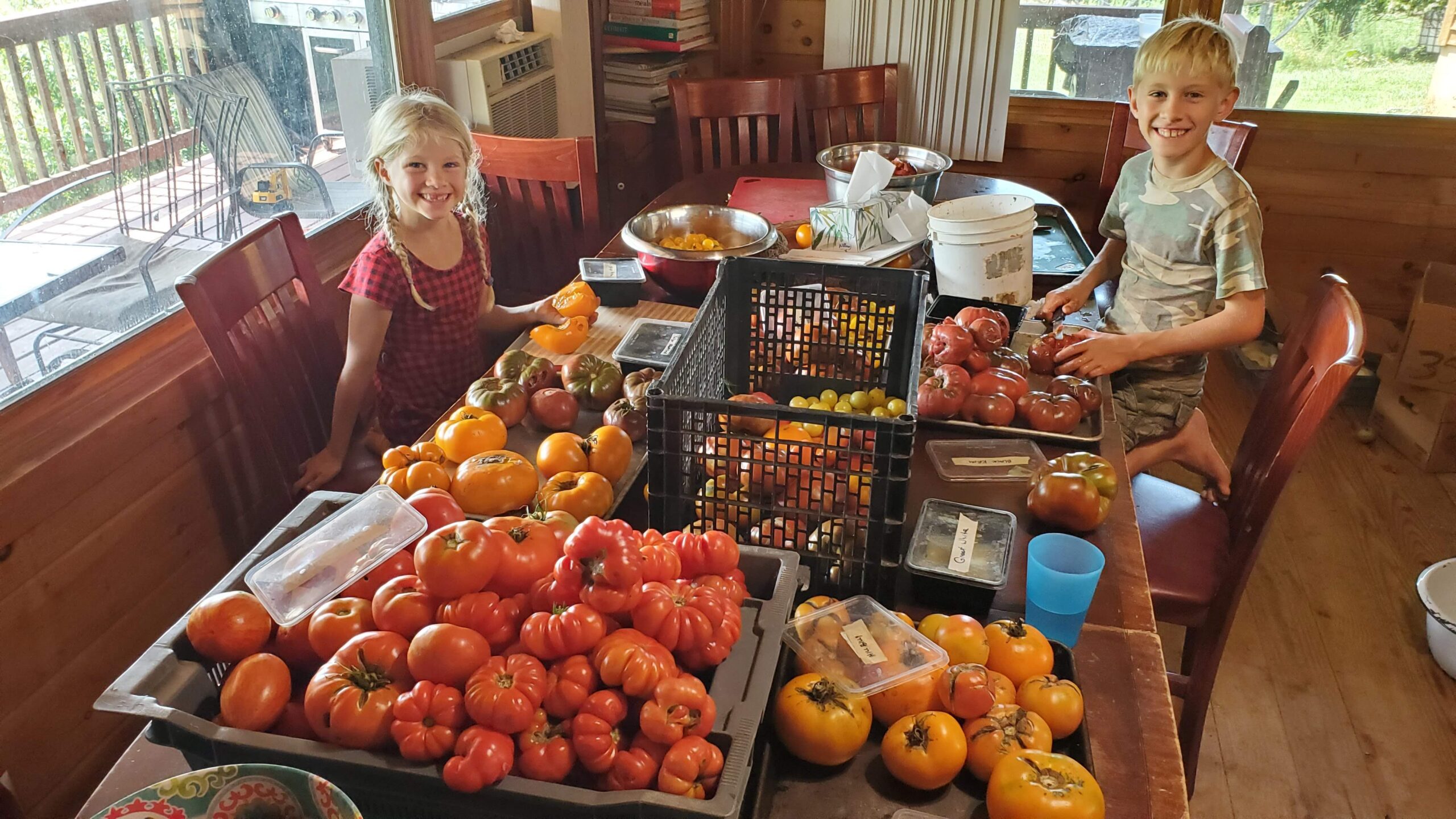 Two children sit at a table covered with a large variety of tomatoes, some in crates and trays, inside a sunlit room with wooden walls.