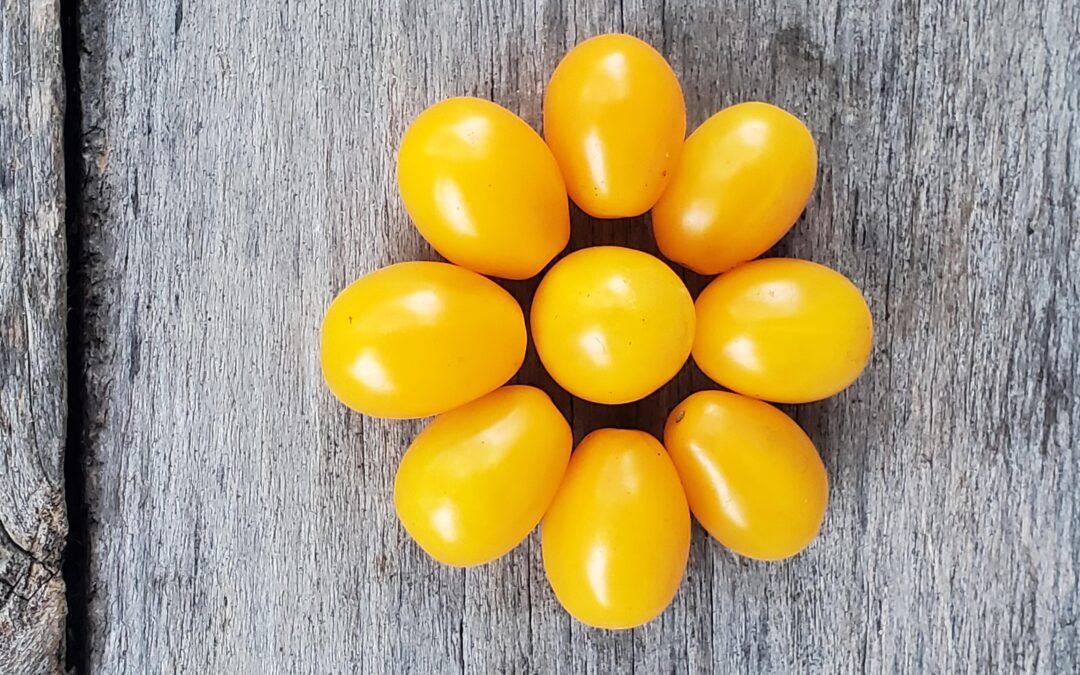 How to Grow Tomatoes from Seed to Fruit