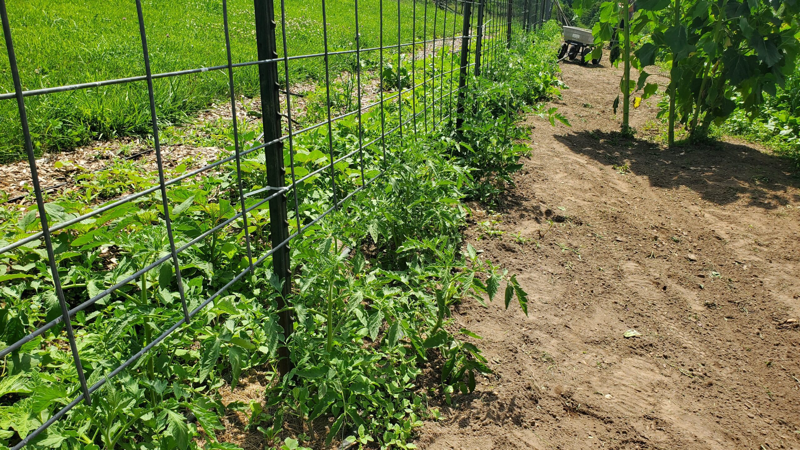 Metal garden trellis with young green plants growing along the base, bordered by grass on one side and dirt path on the other; wheelbarrow visible in the background.