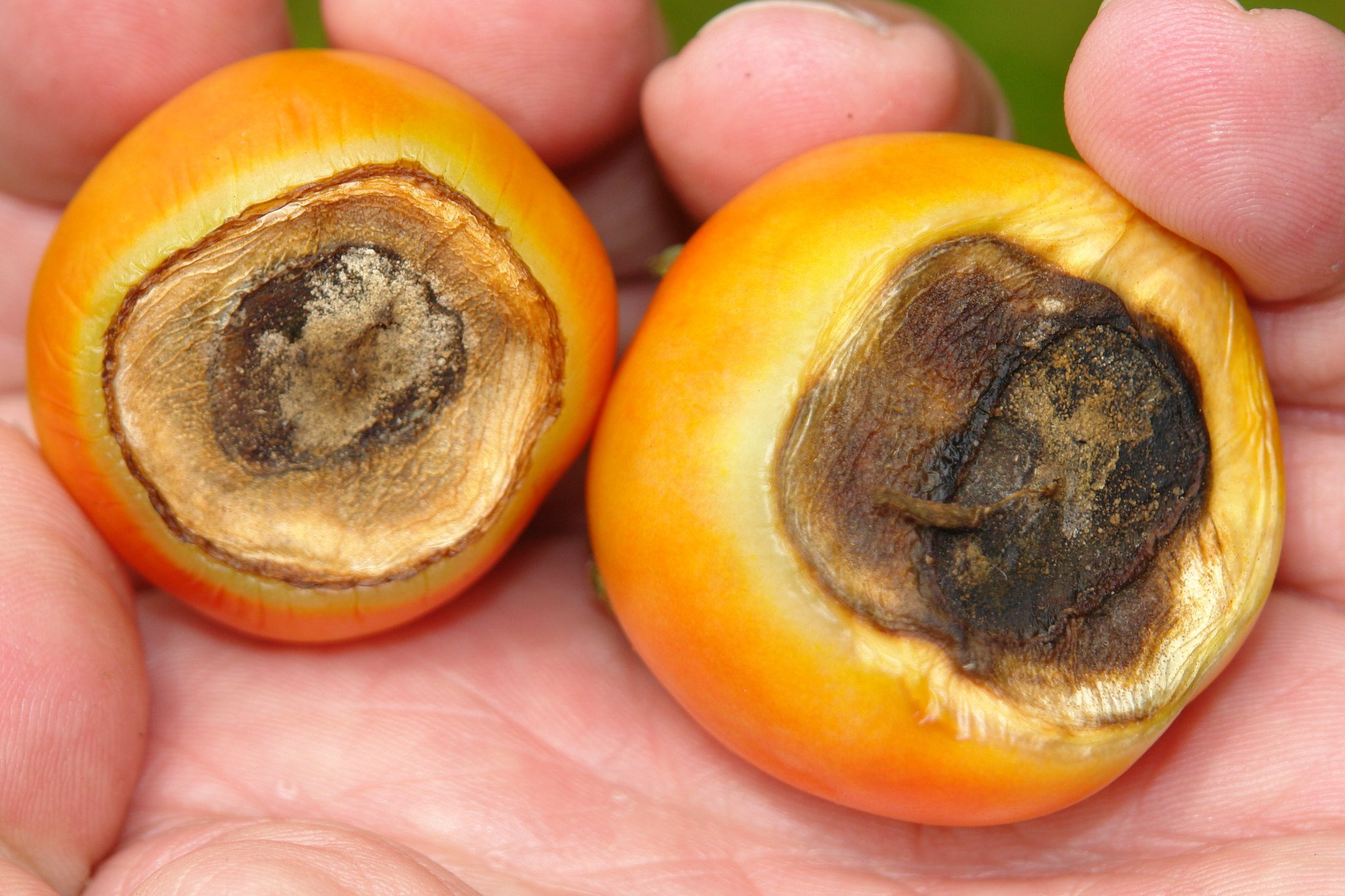 Two orange tomatoes with dark, sunken spots on their surfaces, resting on a person's palm, showing signs of blossom end rot.
