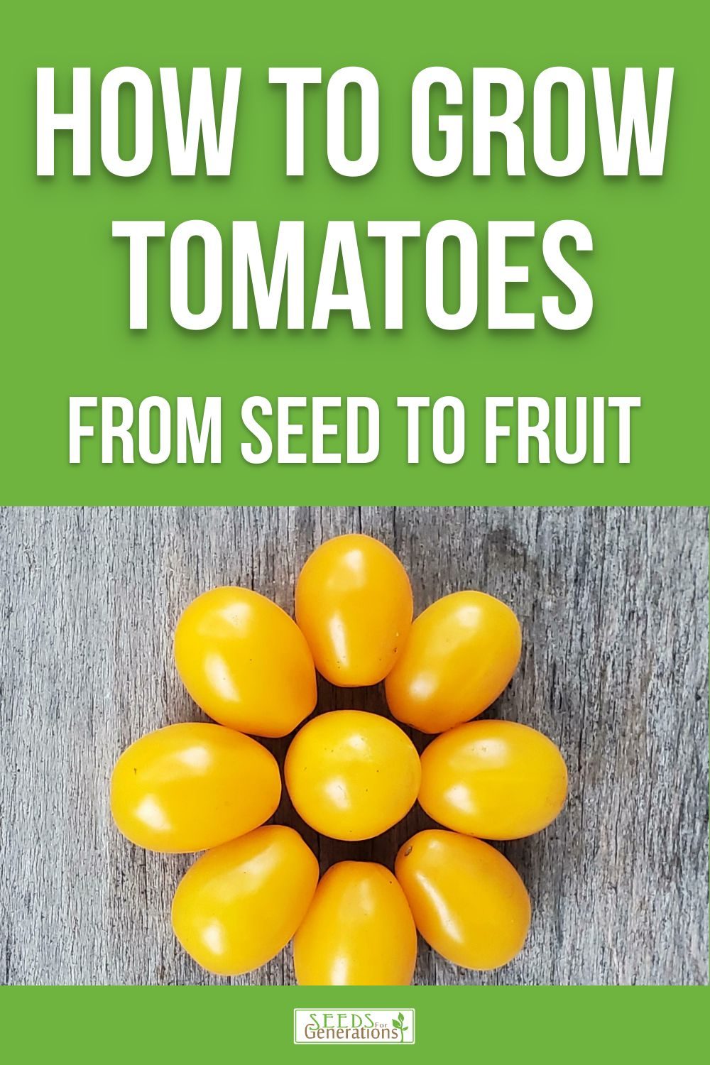 Learn everything you need to know about growing your own tomatoes, from seed to fruit.