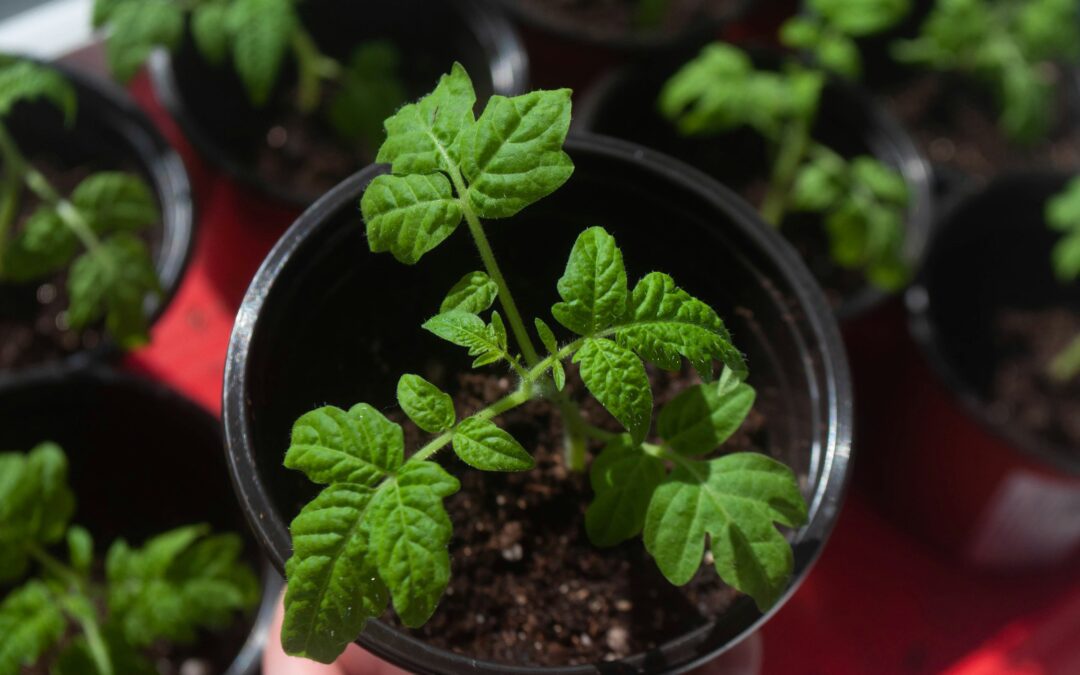 How to Plant Tomatoes to Give Them a Great Start