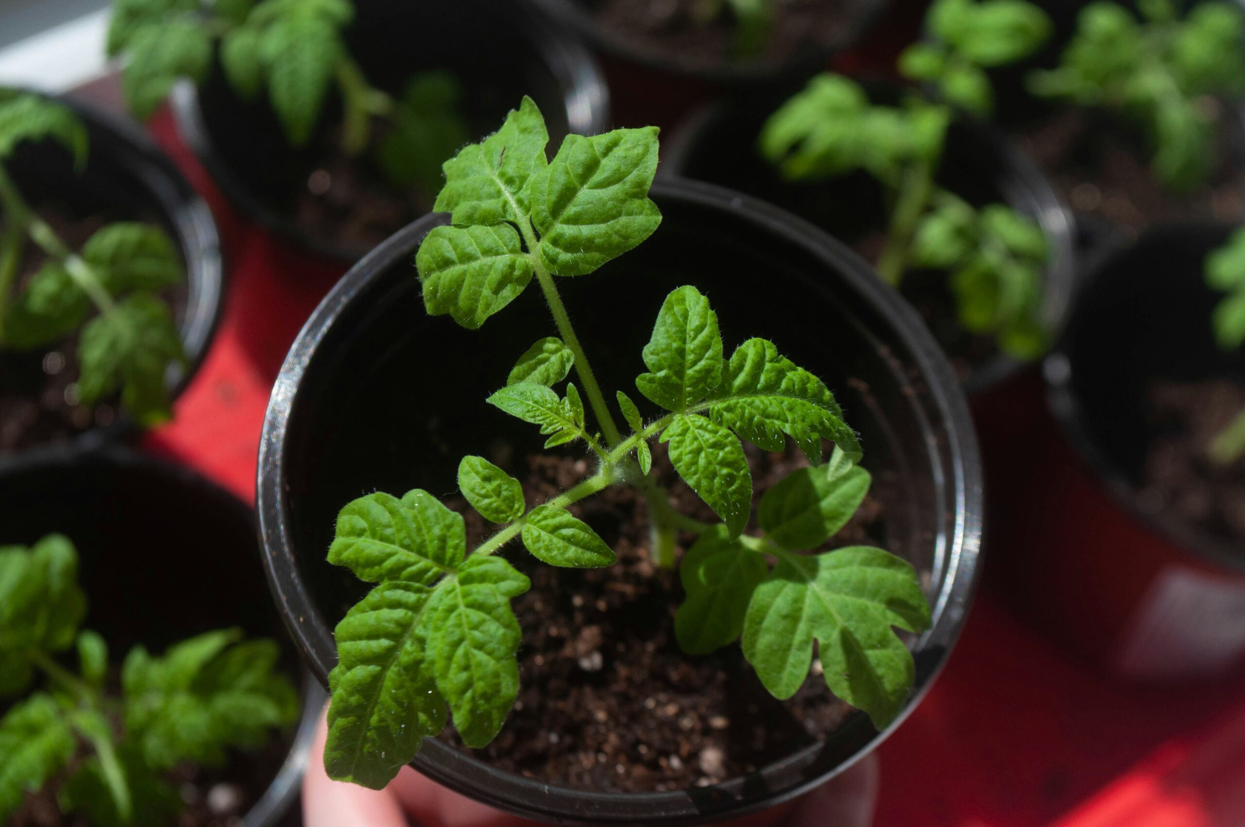 A small tomato plant seedling growing in a black plastic pot, surrounded by other similar pots on a red surface.