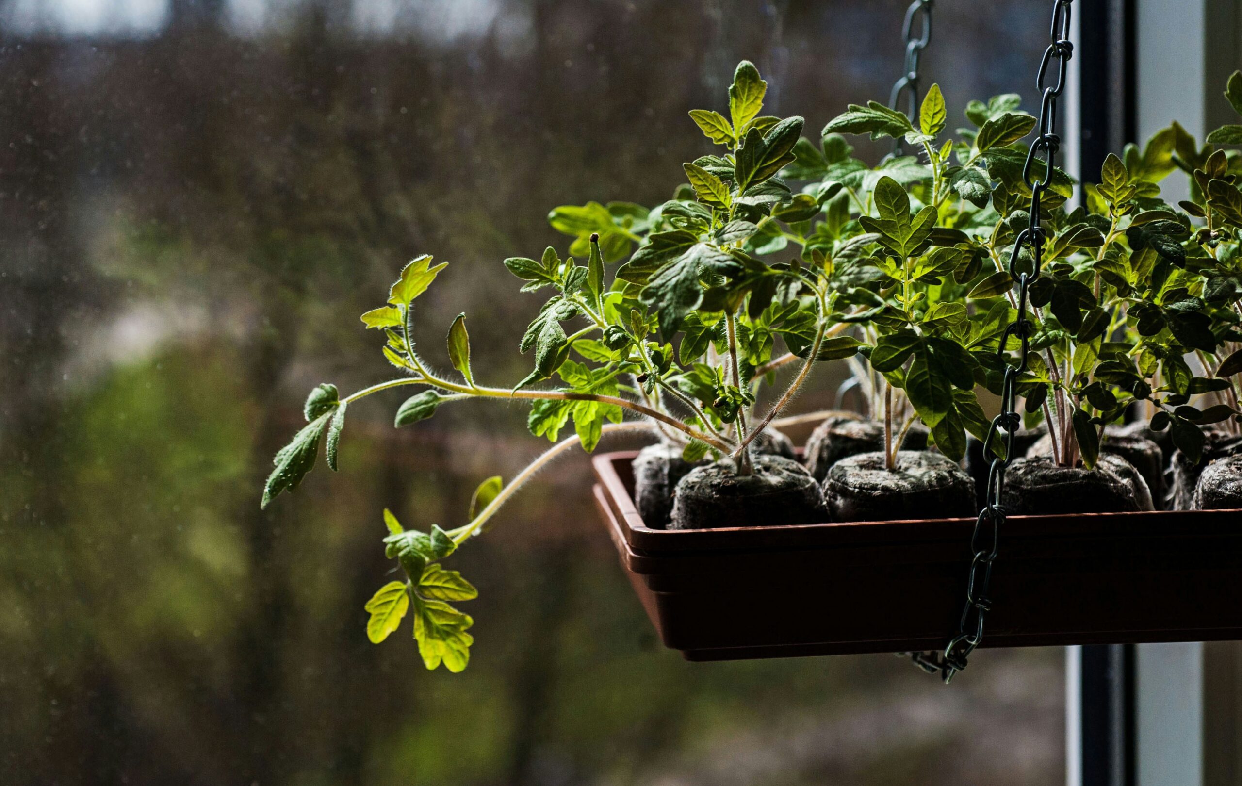 A hanging planter with green seedlings grows by a window, with sunlight illuminating the leaves and a blurred outdoor scene in the background.