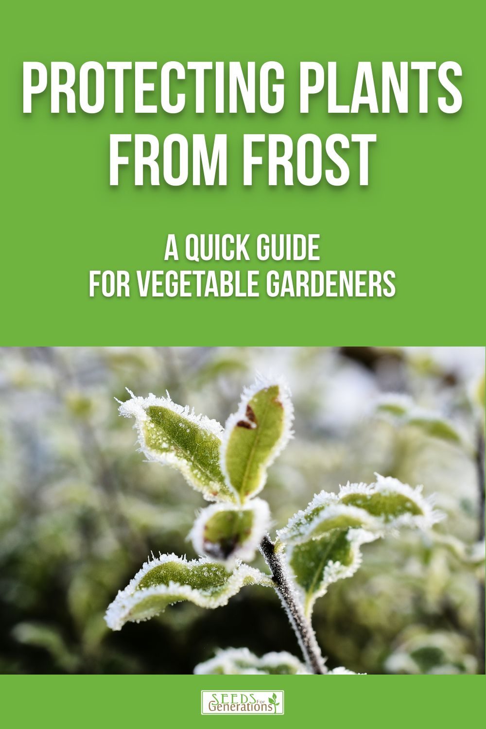 Learn all about protecting plants from frost in the vegetable garden! 