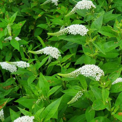 Gooseneck Flower Crowns feature clustered white blooms with curved, spiky shapes nestled among lush green foliage, making them ideal for creating unique and eye-catching floral crowns.