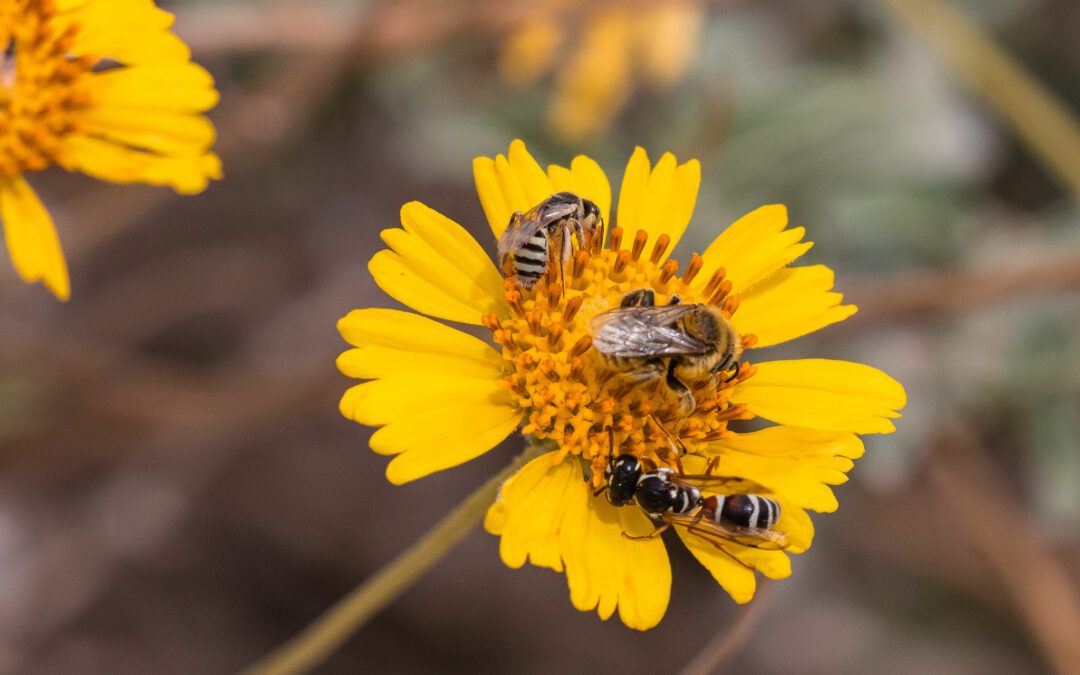 How to Attract Pollinators to Your Garden