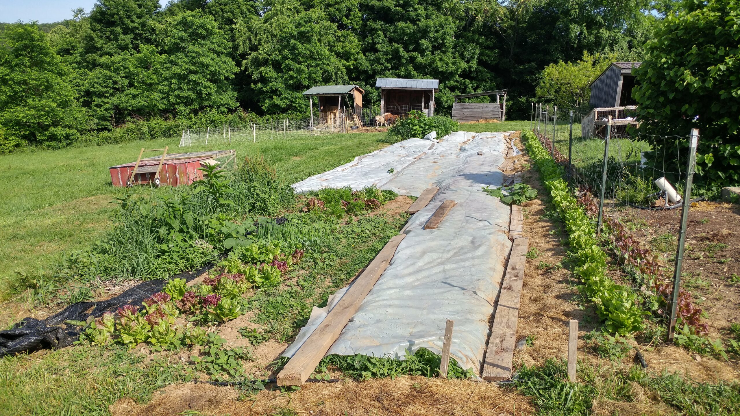 A vegetable garden with rows of crops, some covered with plastic sheeting, and wooden sheds in the background on a sunny day.