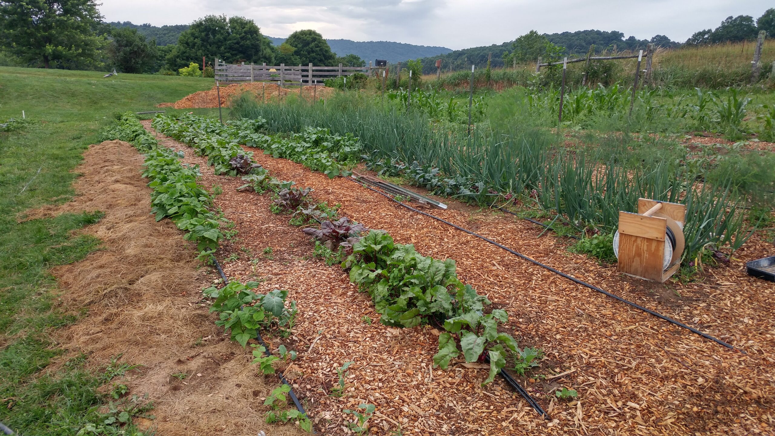 Rows of vegetables growing in a mulched garden plot with a grassy area, wooden fence, and hills in the background. Gardening tools and a wooden box are visible on the right.